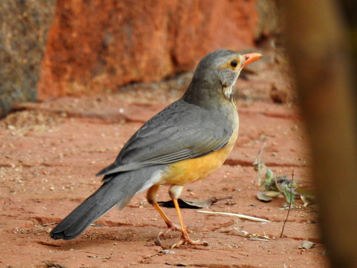 Kurrichane Thrush - ML620700983