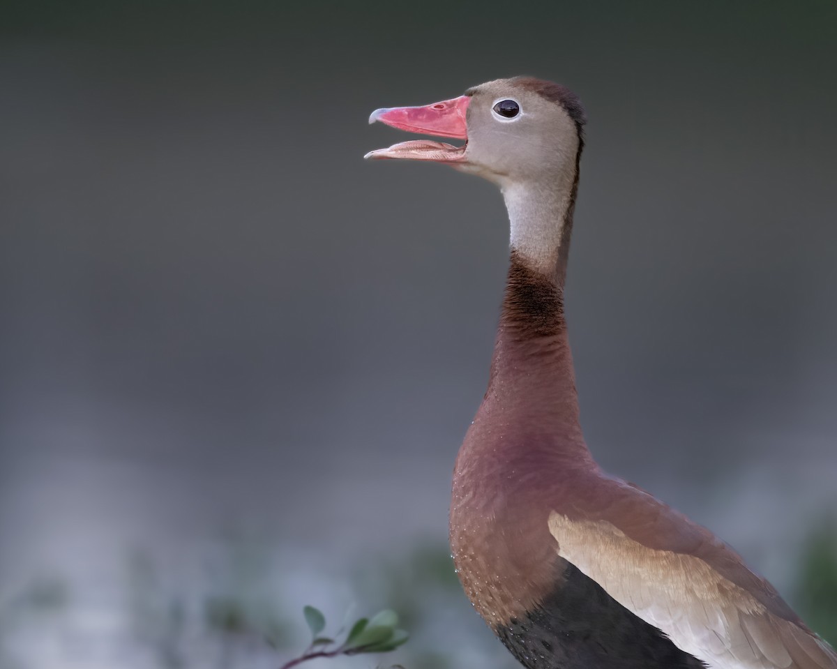 Dendrocygne à ventre noir - ML620700988