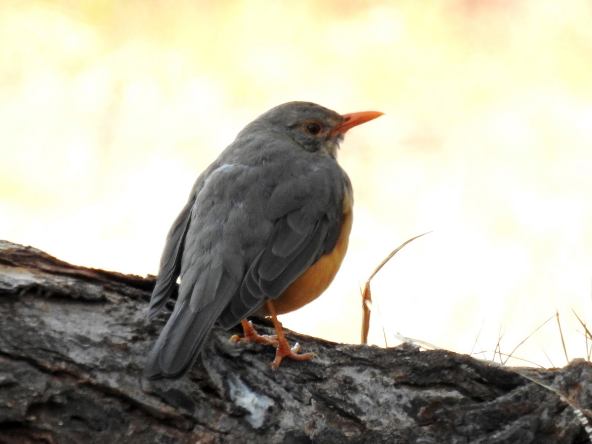 Kurrichane Thrush - ML620700989