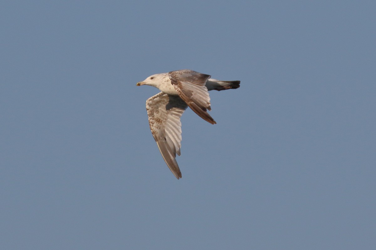 Herring Gull - ML620700992