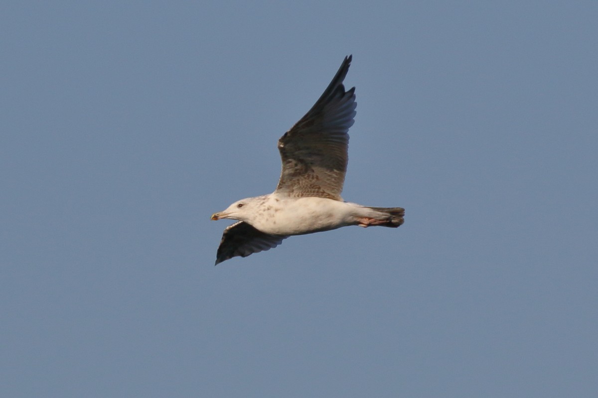 Herring Gull - ML620700993