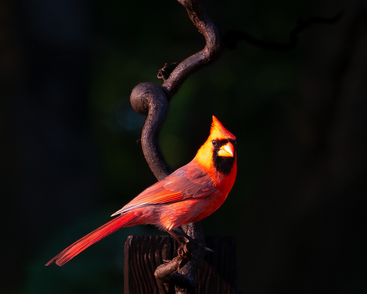 Northern Cardinal - Martin Mau