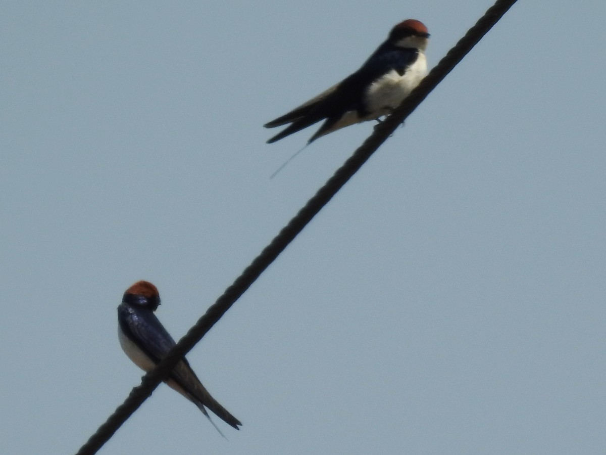 Wire-tailed Swallow - ML620700996