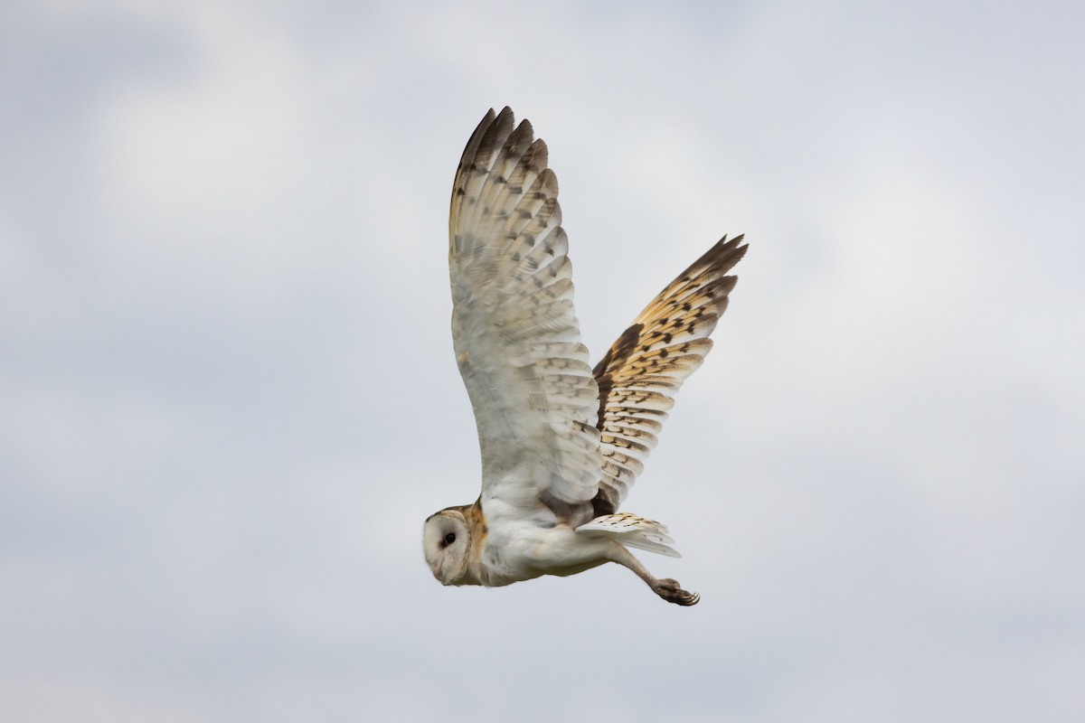 Australasian Grass-Owl - Mardy Sean (SVC)