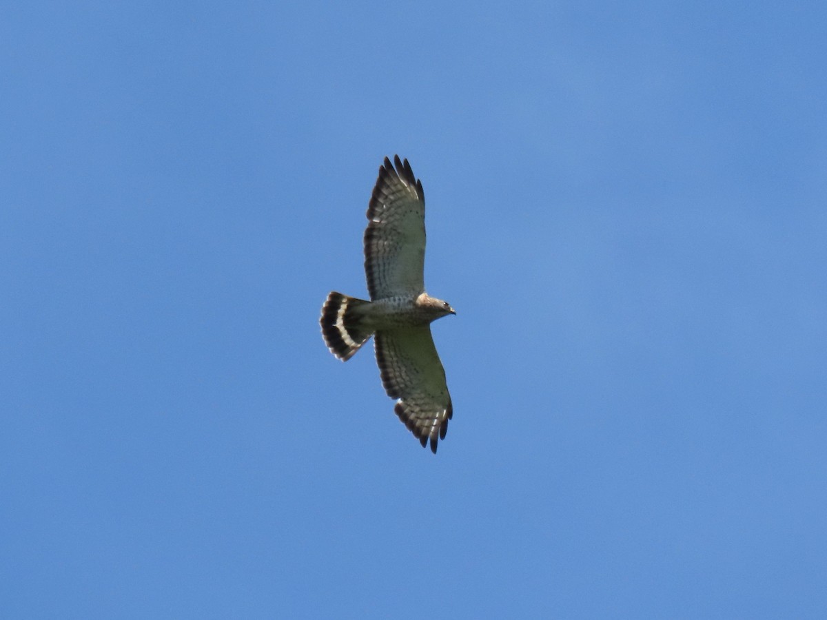 Broad-winged Hawk - ML620700998