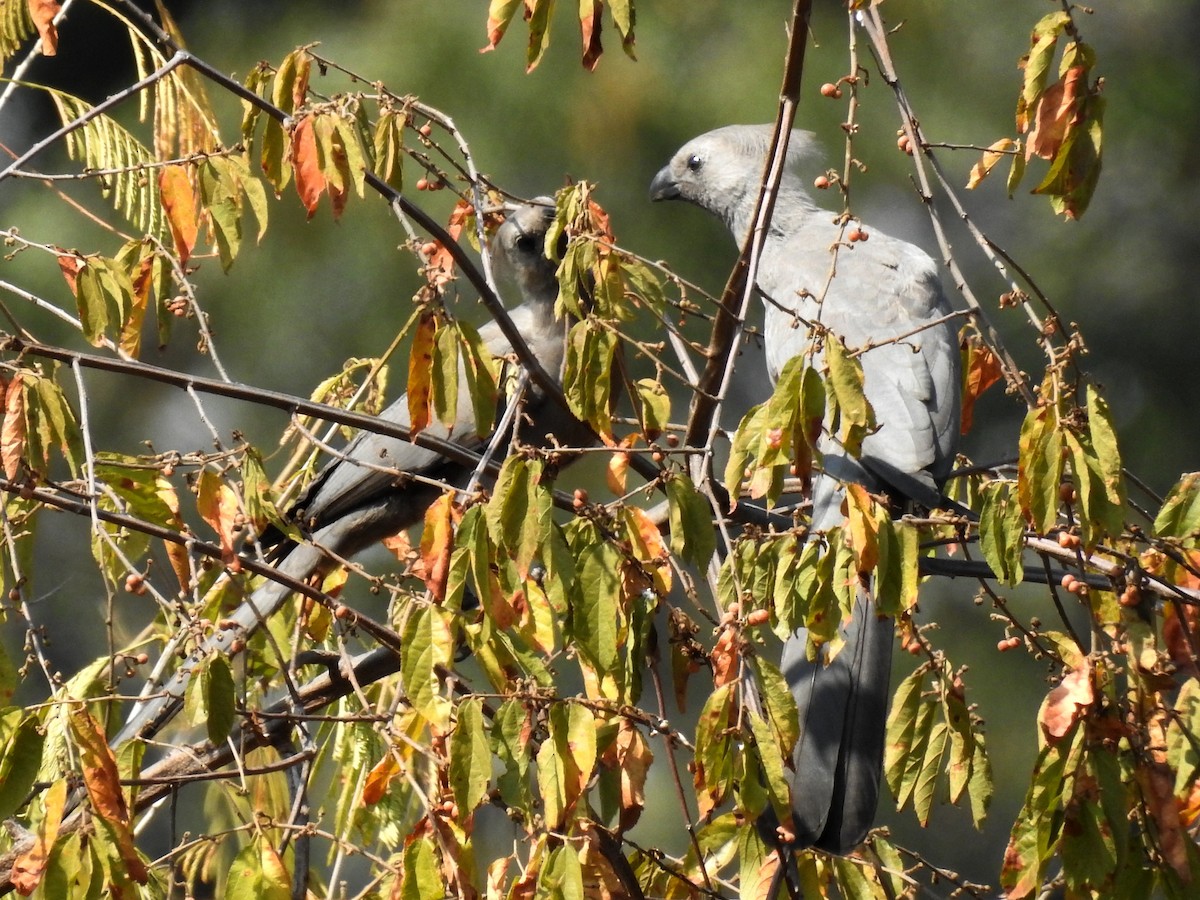 Gray Go-away-bird - ML620701002