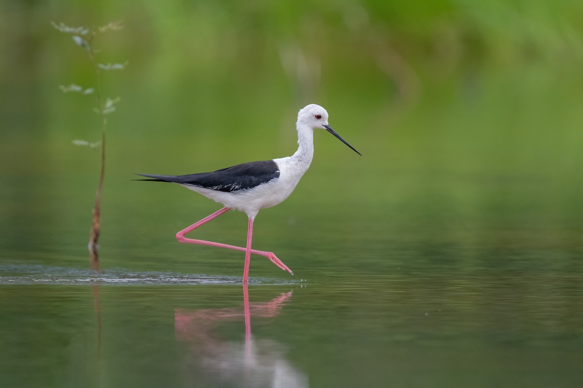 Black-winged Stilt - ML620701003