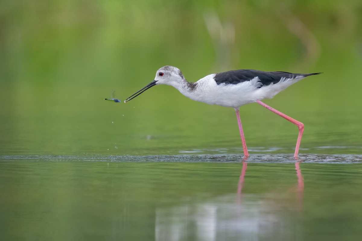 Black-winged Stilt - ML620701004