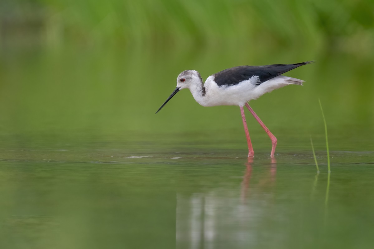 Black-winged Stilt - ML620701005