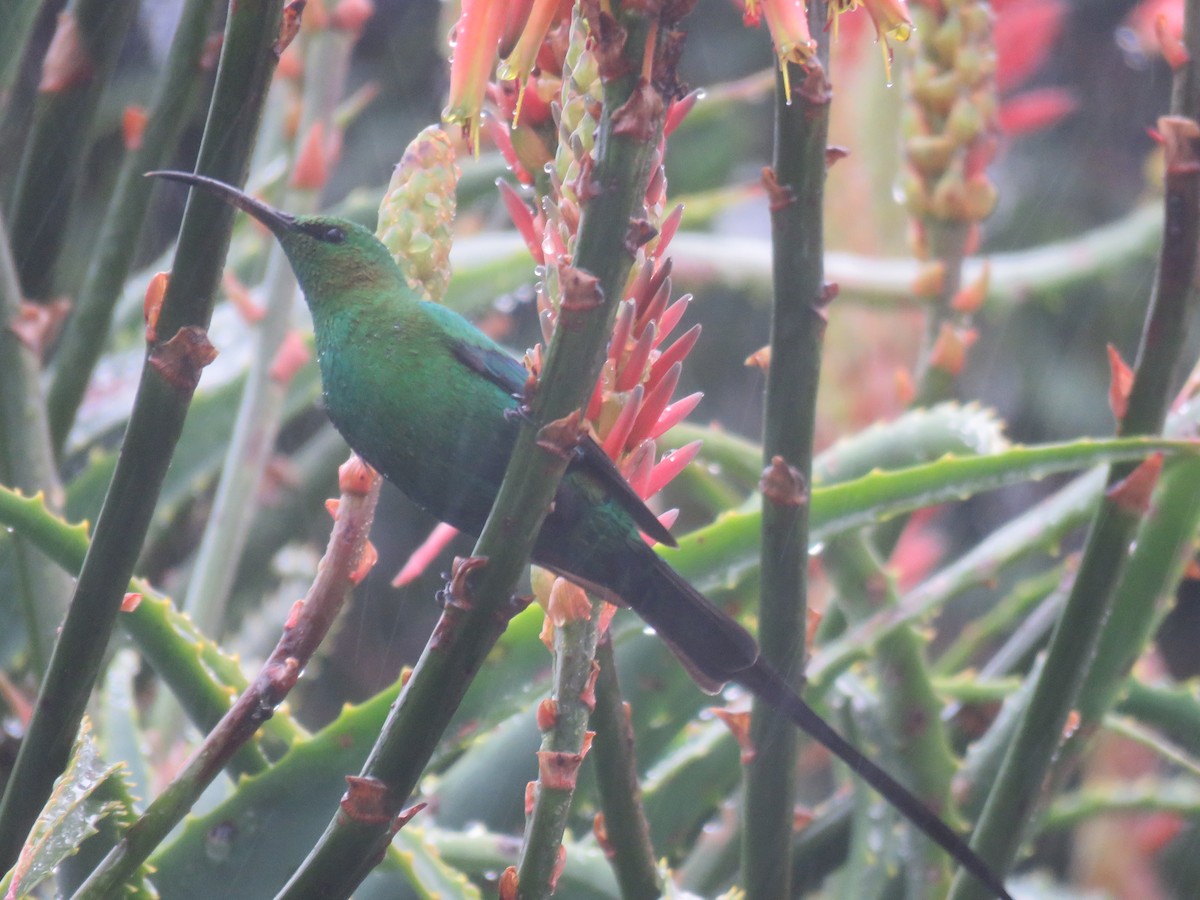 Malachite Sunbird - ML620701006