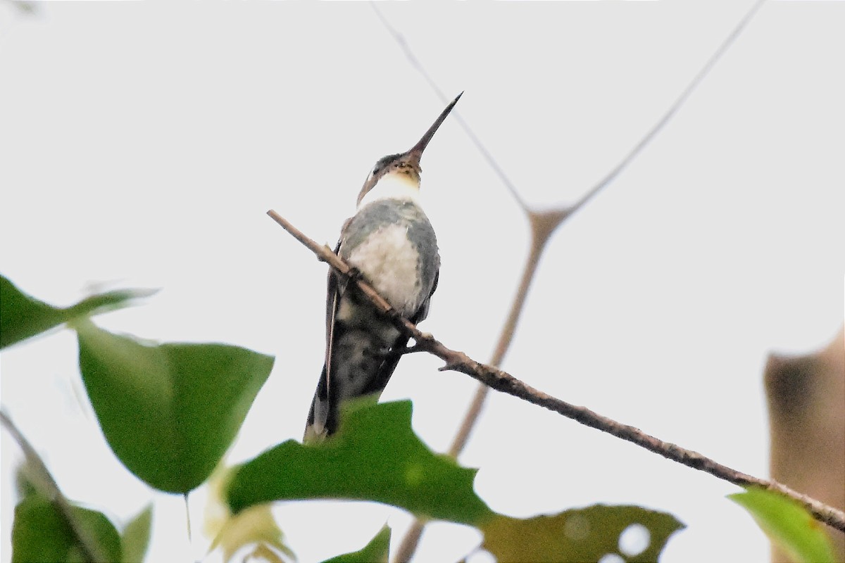 White-throated Hummingbird - ML620701008