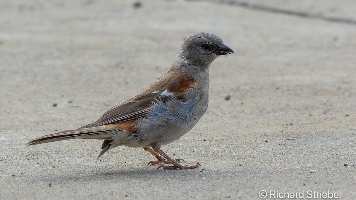 Southern Gray-headed Sparrow - Richard Striebel