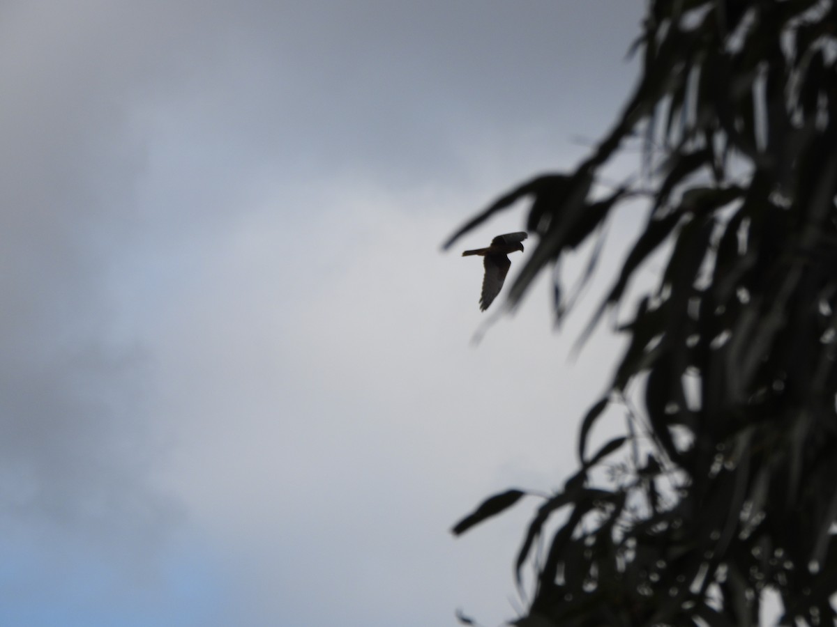 Swamp Harrier - ML620701010