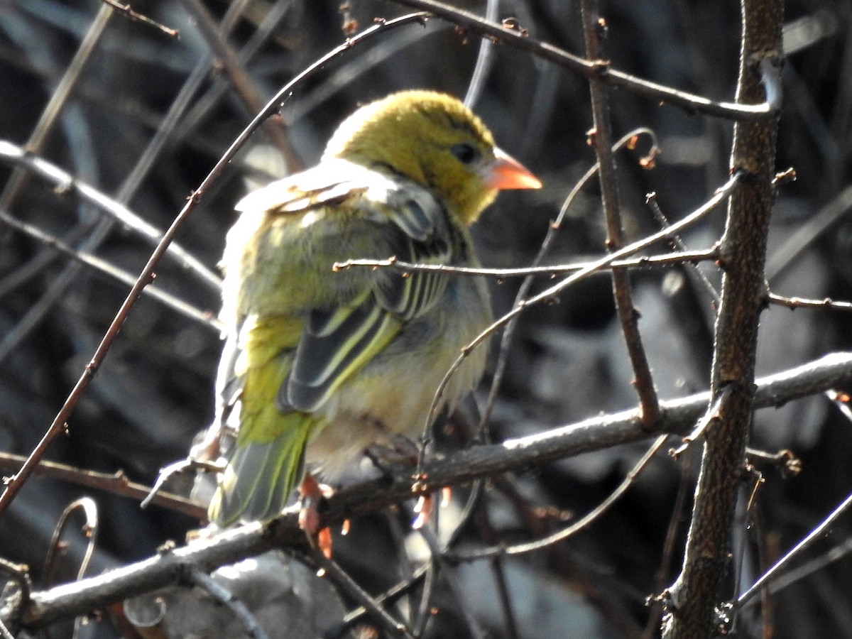 Southern Masked-Weaver - ML620701012