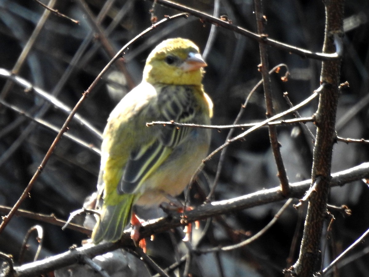 Southern Masked-Weaver - ML620701013