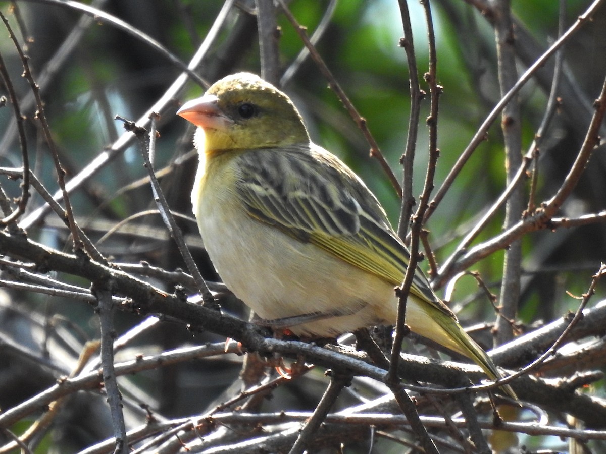 Southern Masked-Weaver - ML620701014