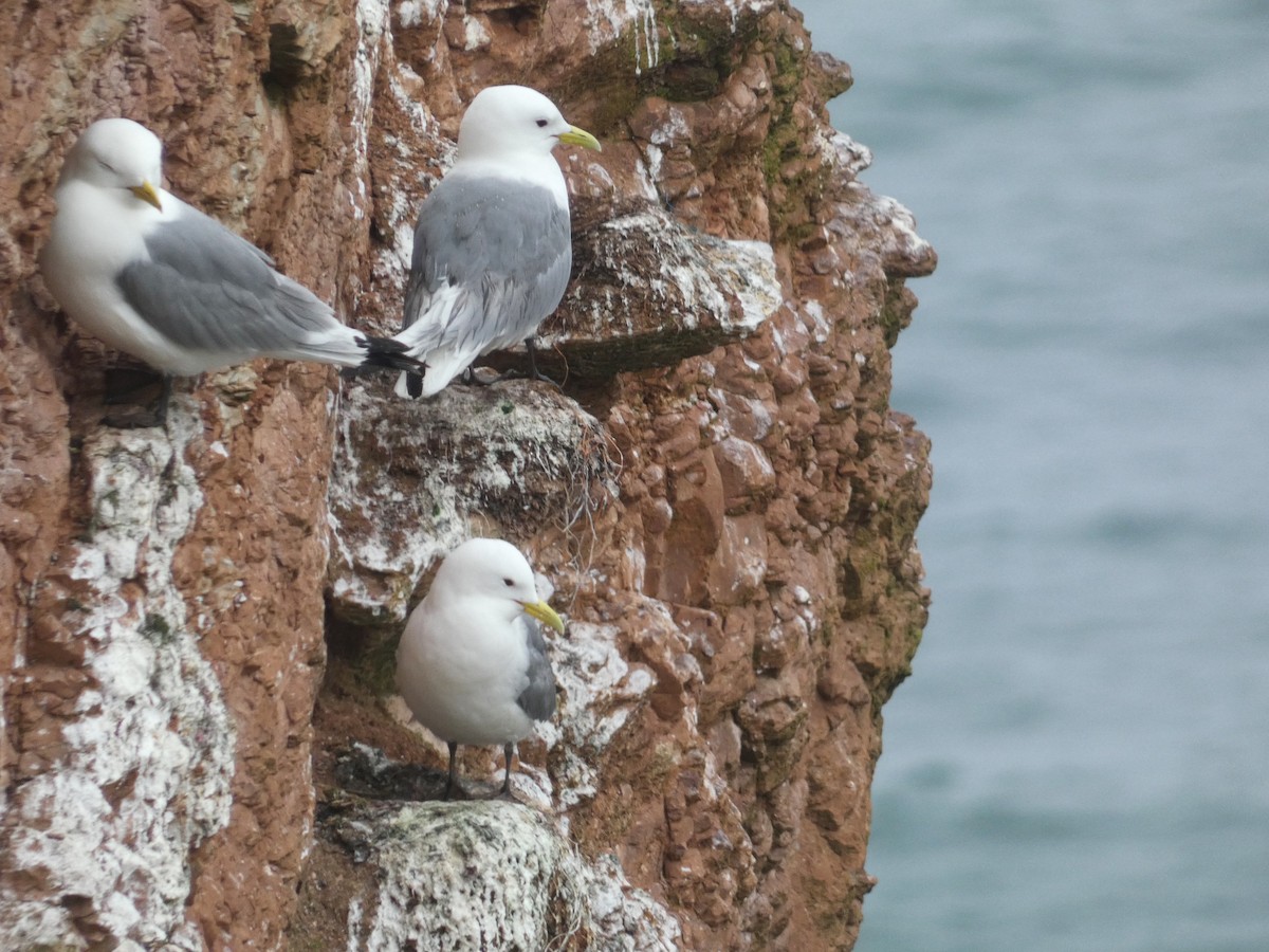 Black-legged Kittiwake - ML620701015