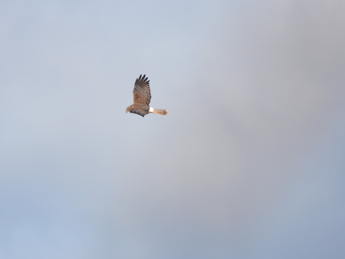 Swamp Harrier - ML620701016