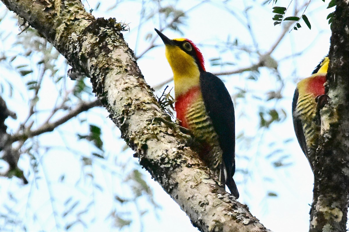 Yellow-fronted Woodpecker - ML620701020