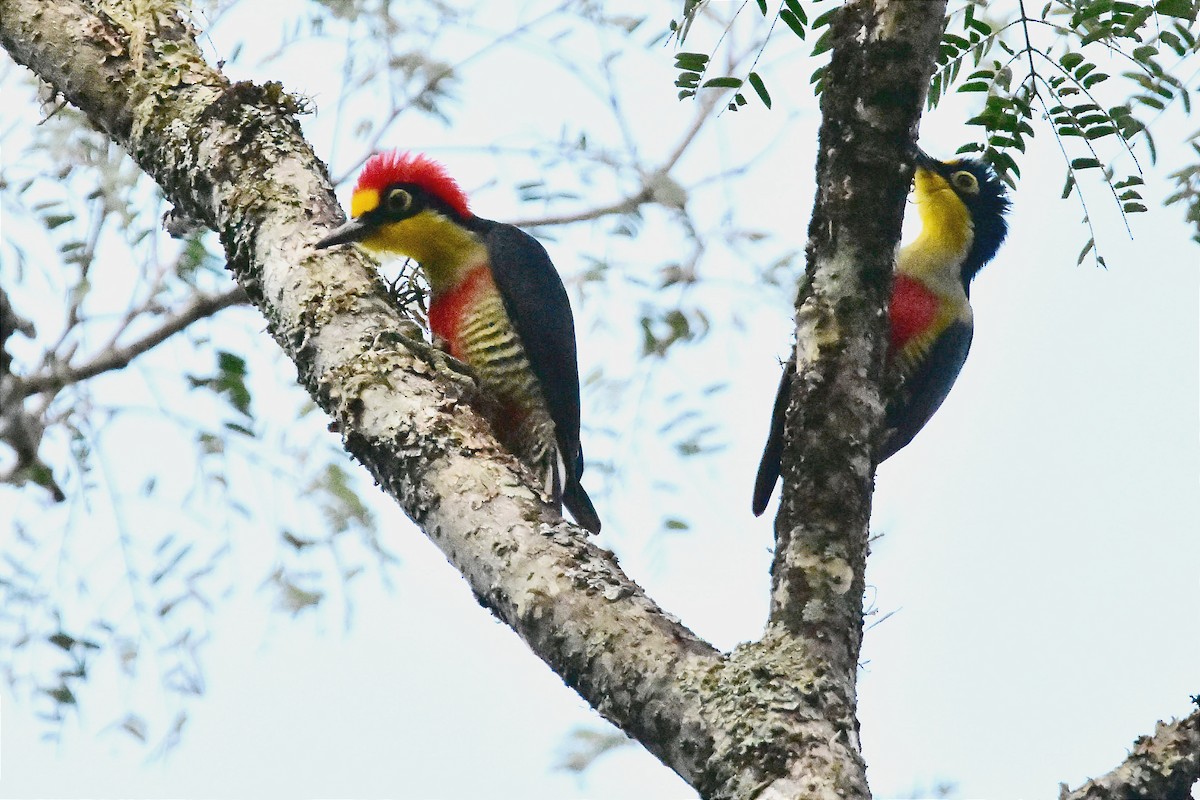 Yellow-fronted Woodpecker - ML620701021