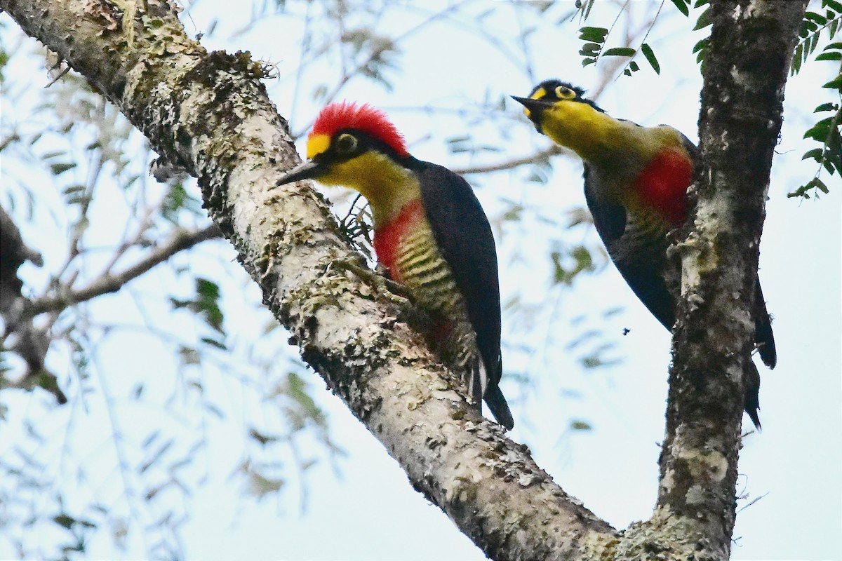 Yellow-fronted Woodpecker - ML620701022