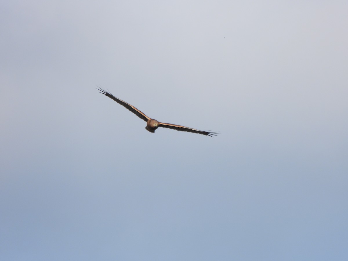 Swamp Harrier - ML620701025