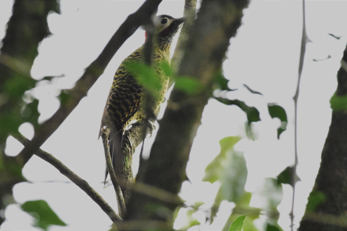 Green-barred Woodpecker - ML620701027
