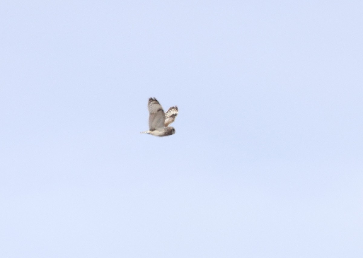 Short-eared Owl - ML620701031