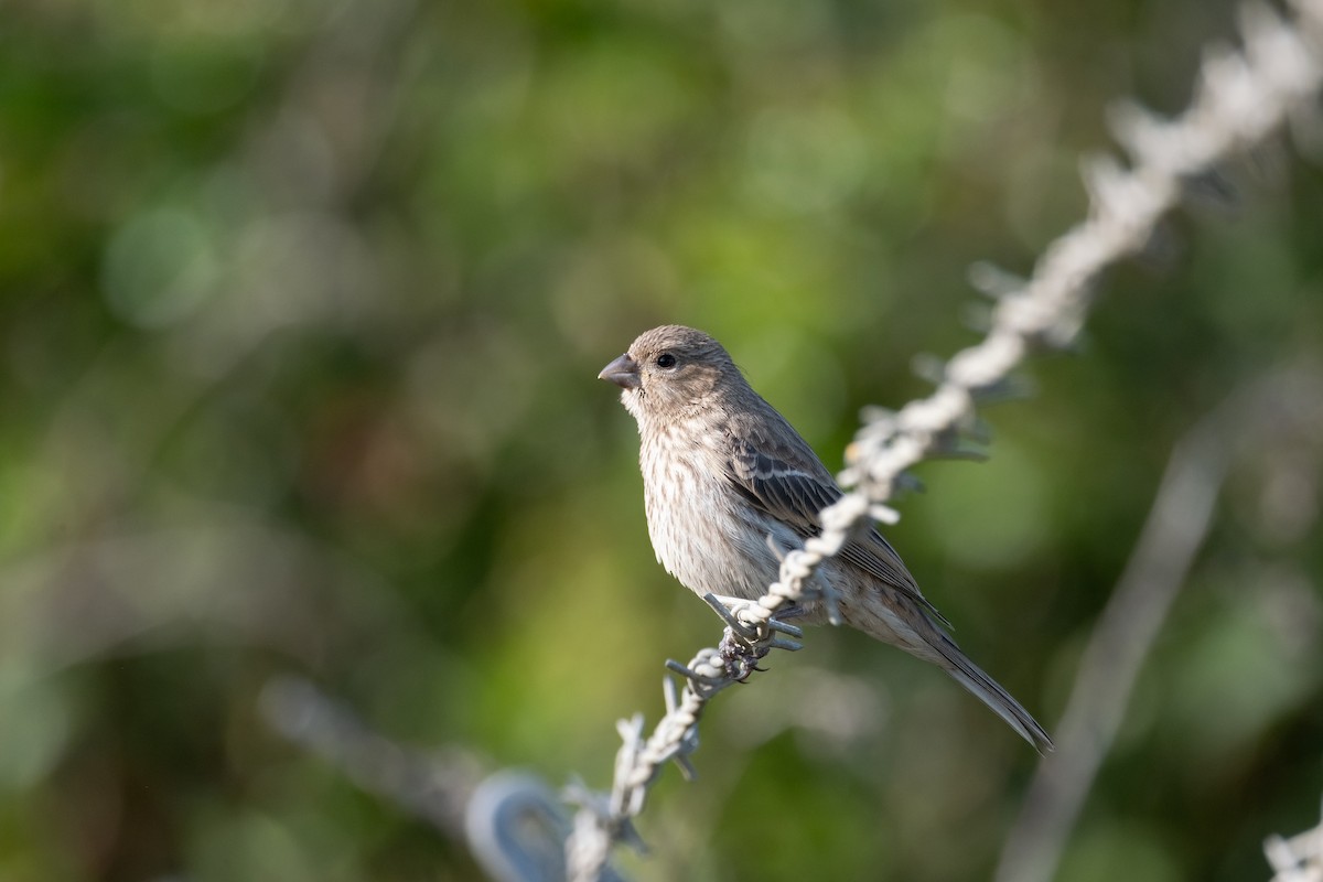 House Finch - ML620701034