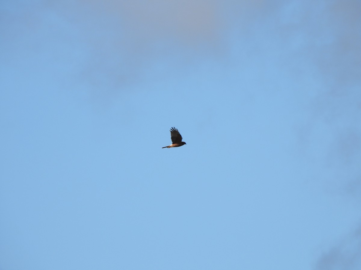 Swamp Harrier - Jeffrey Crawley