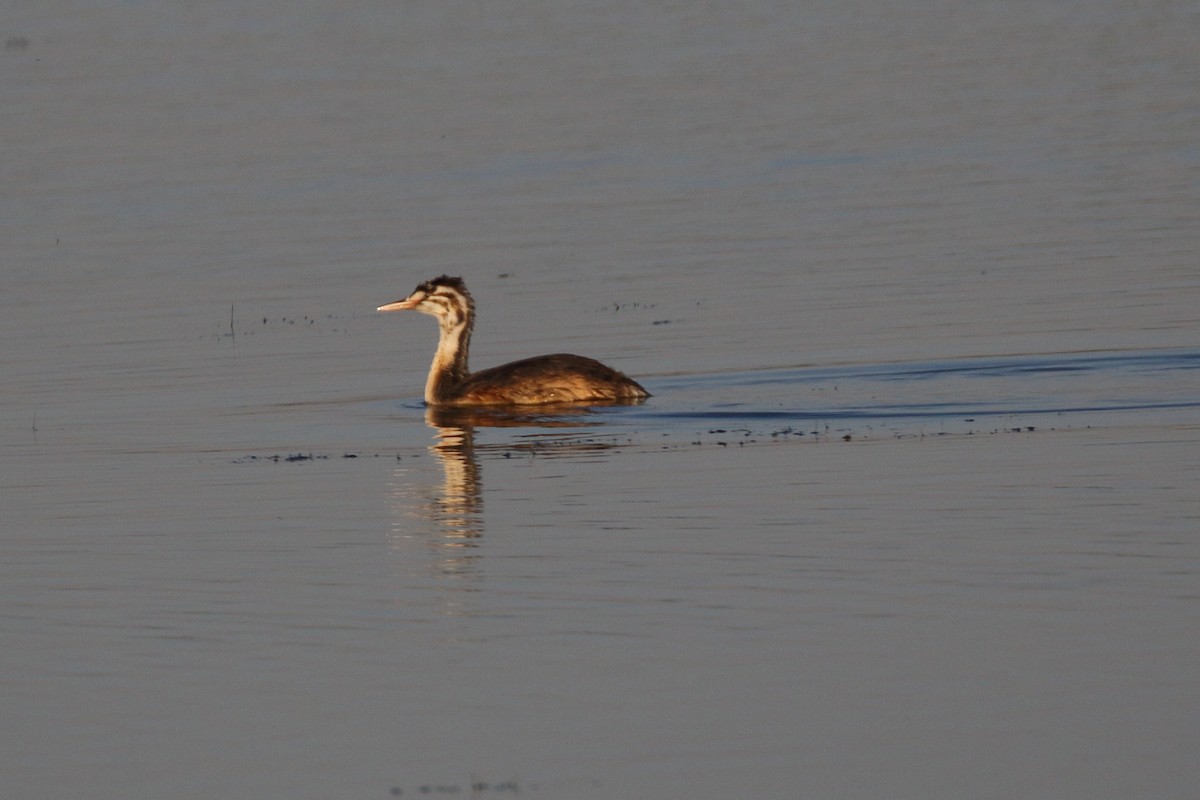 Great Crested Grebe - ML620701038