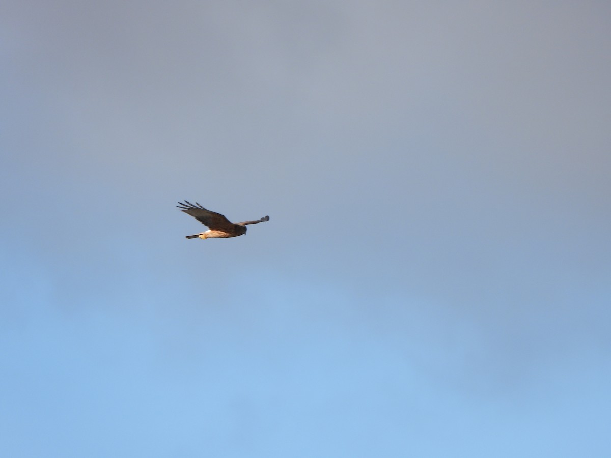 Swamp Harrier - Jeffrey Crawley