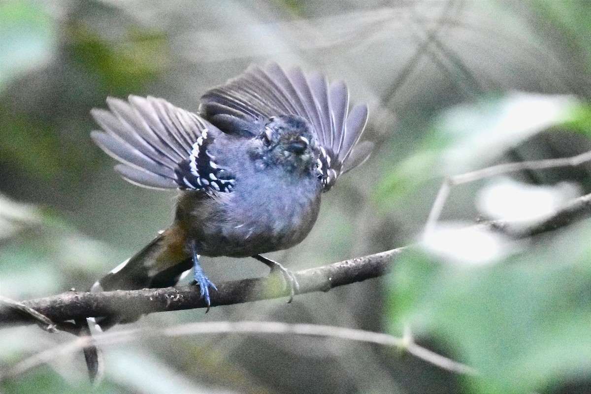 Variable Antshrike - ML620701042