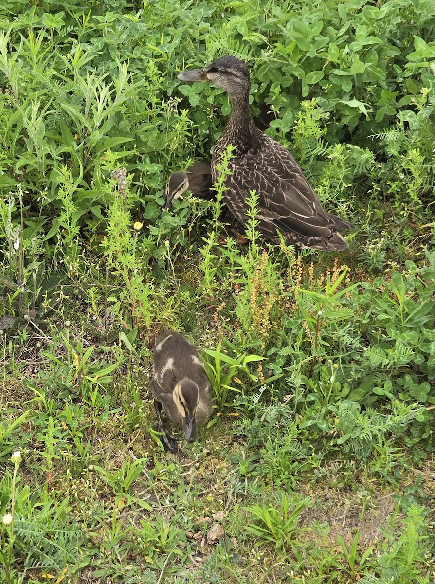 アメリカガモ - ML620701048