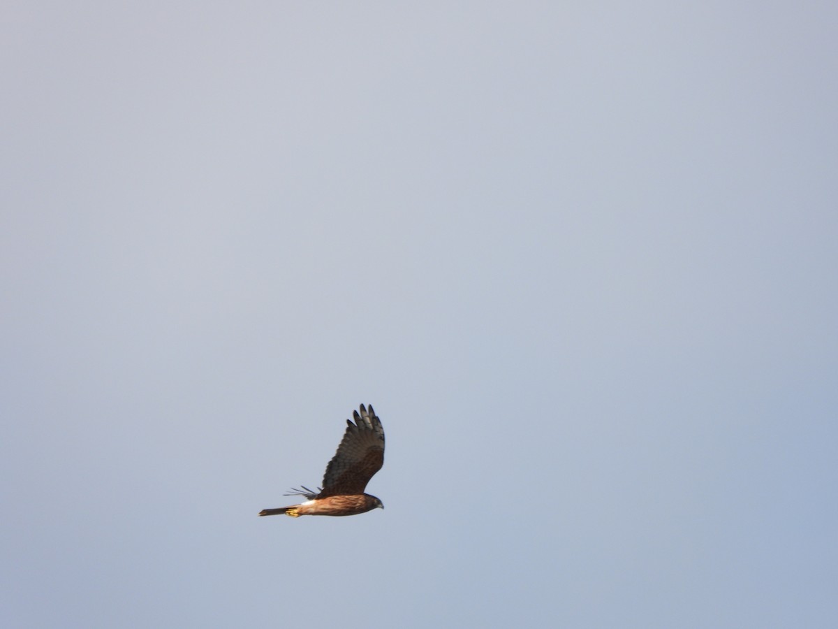 Swamp Harrier - ML620701049