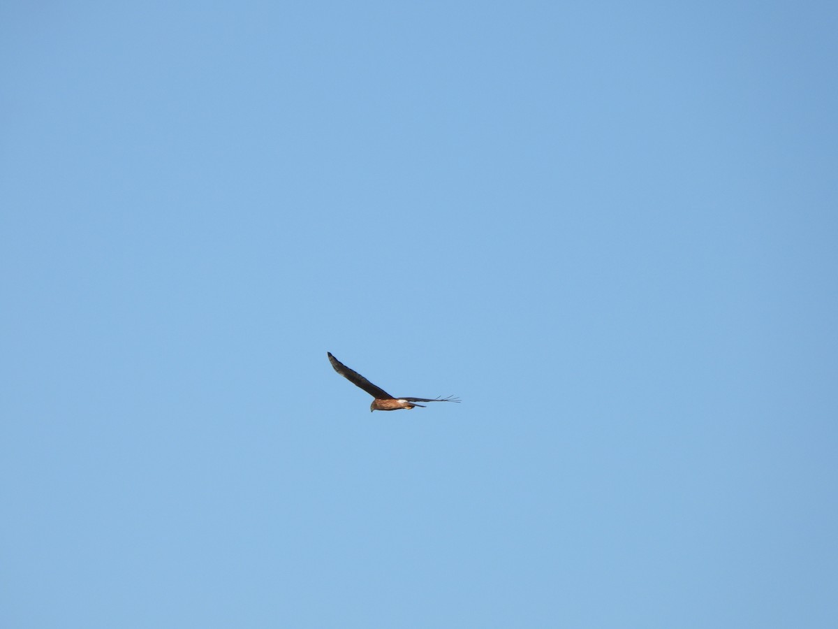 Swamp Harrier - ML620701051