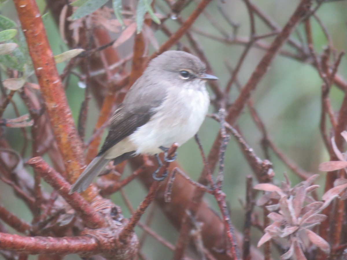 African Dusky Flycatcher - ML620701052