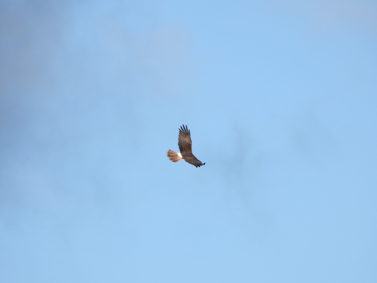 Aguilucho Lagunero del Pacífico - ML620701053