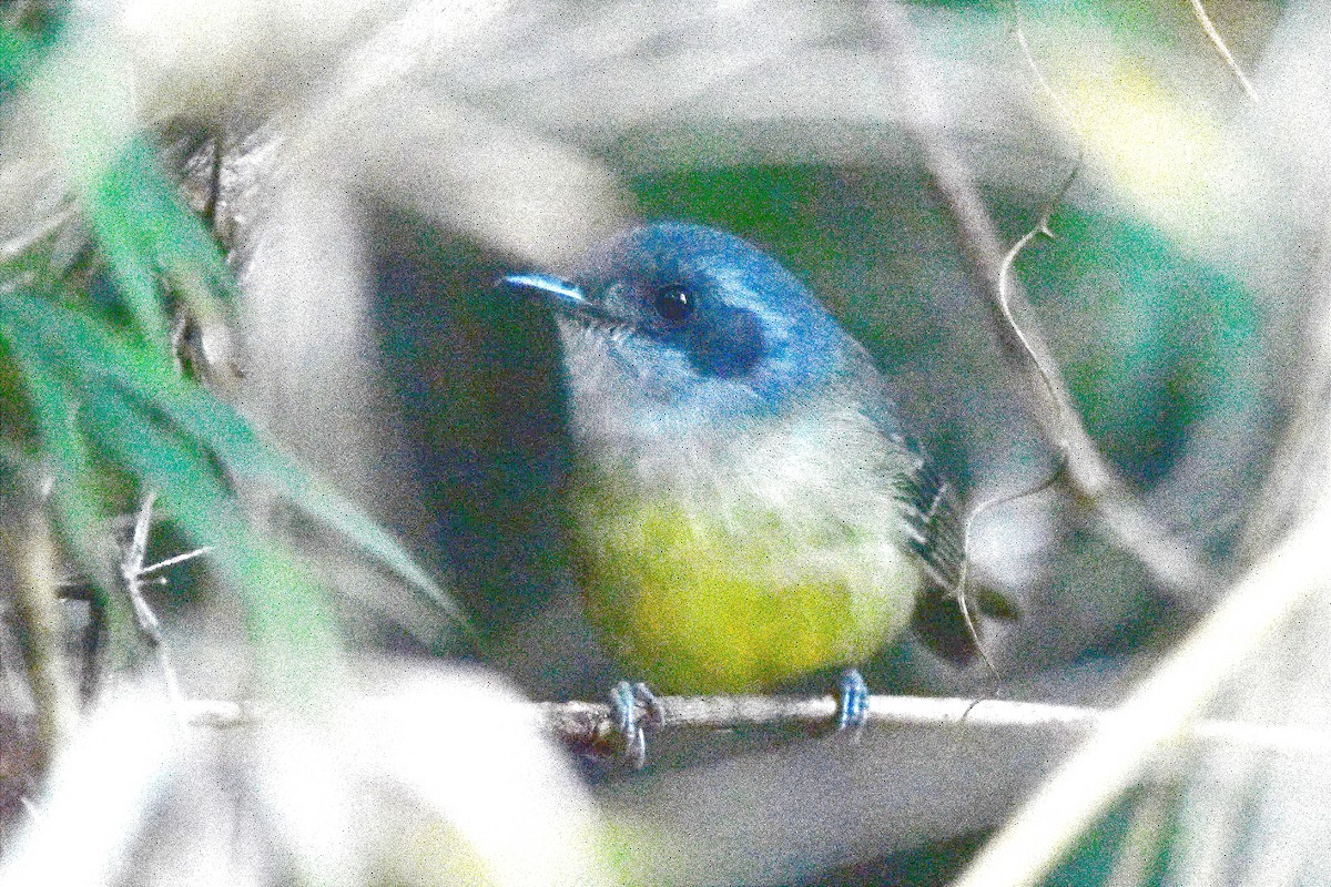 Plain Antvireo - ML620701054