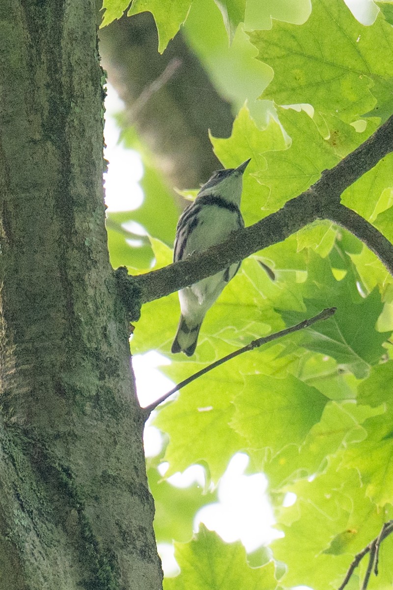 Cerulean Warbler - ML620701055