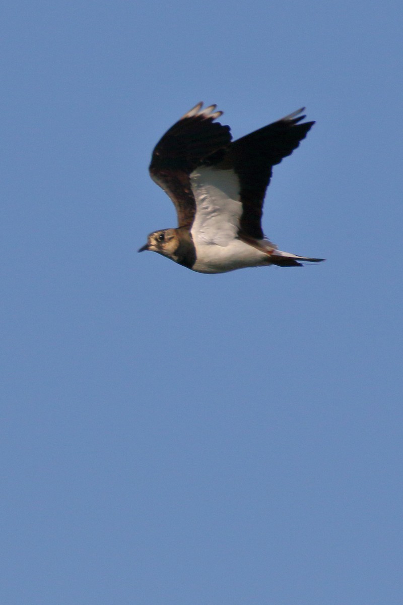 Northern Lapwing - ML620701057