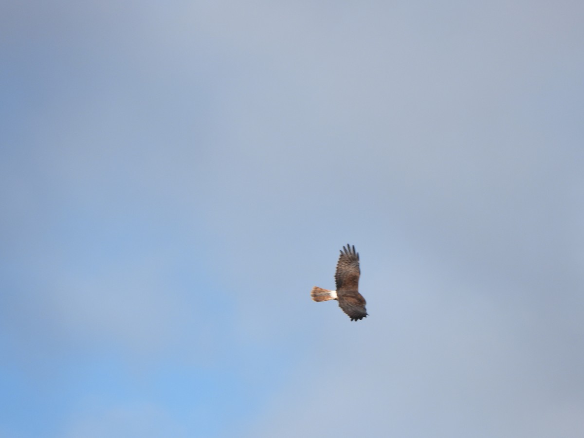 Swamp Harrier - ML620701058