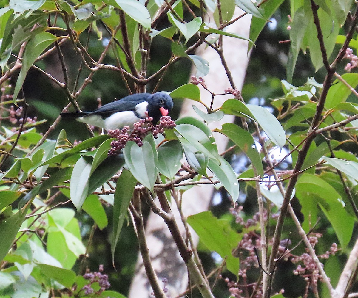 Red-billed Pied Tanager - ML620701059