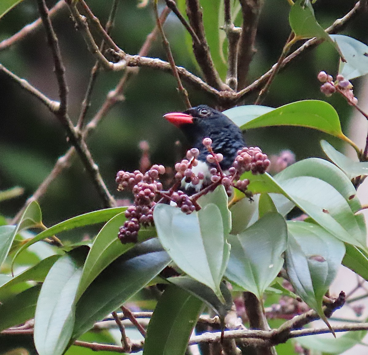 Red-billed Pied Tanager - ML620701062