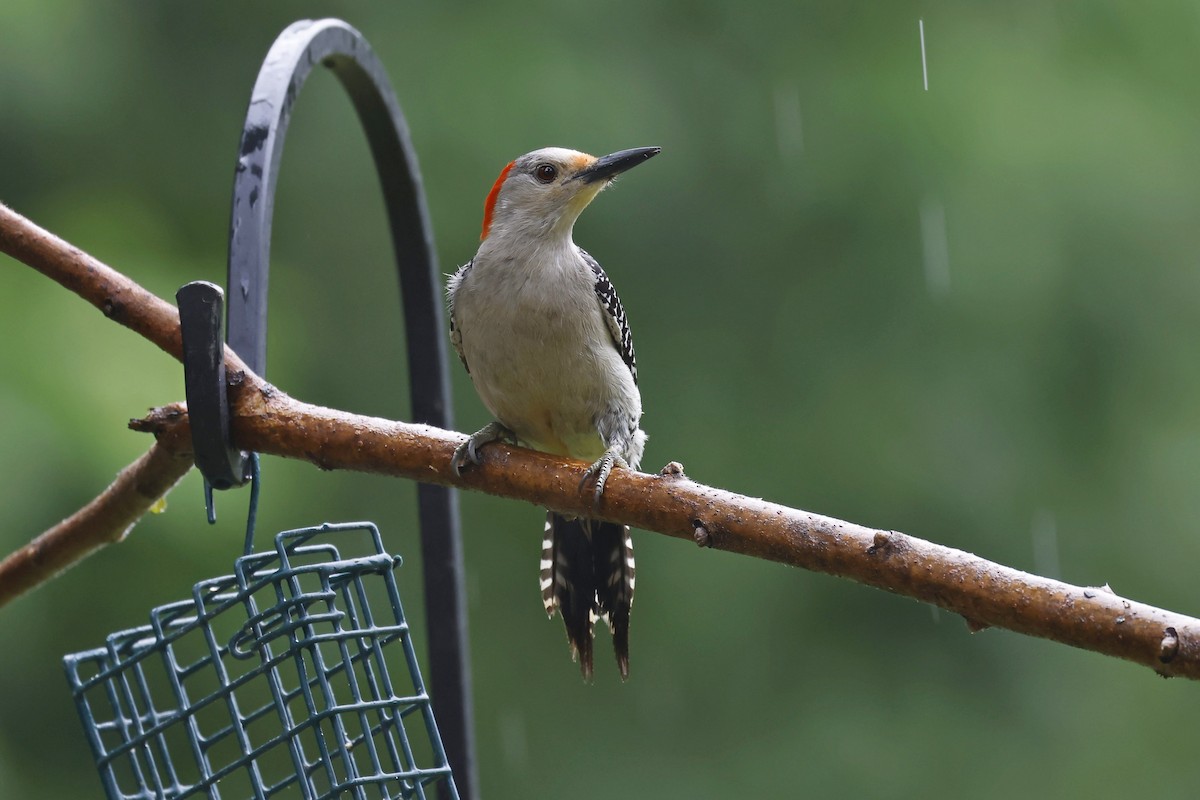 Red-bellied Woodpecker - ML620701063