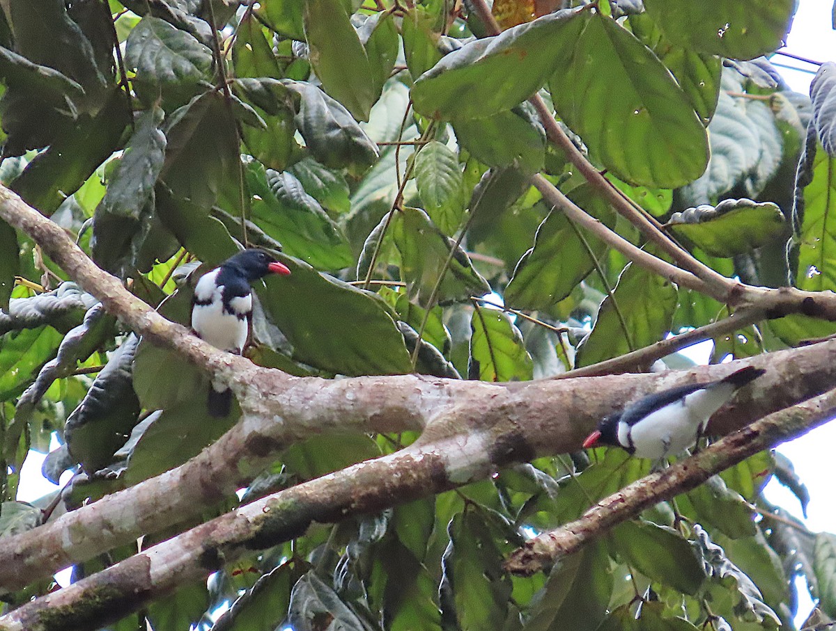 Red-billed Pied Tanager - ML620701069