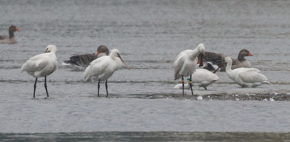 Eurasian Spoonbill - ML620701071