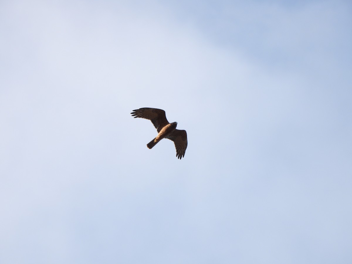 Aguilucho Lagunero del Pacífico - ML620701073