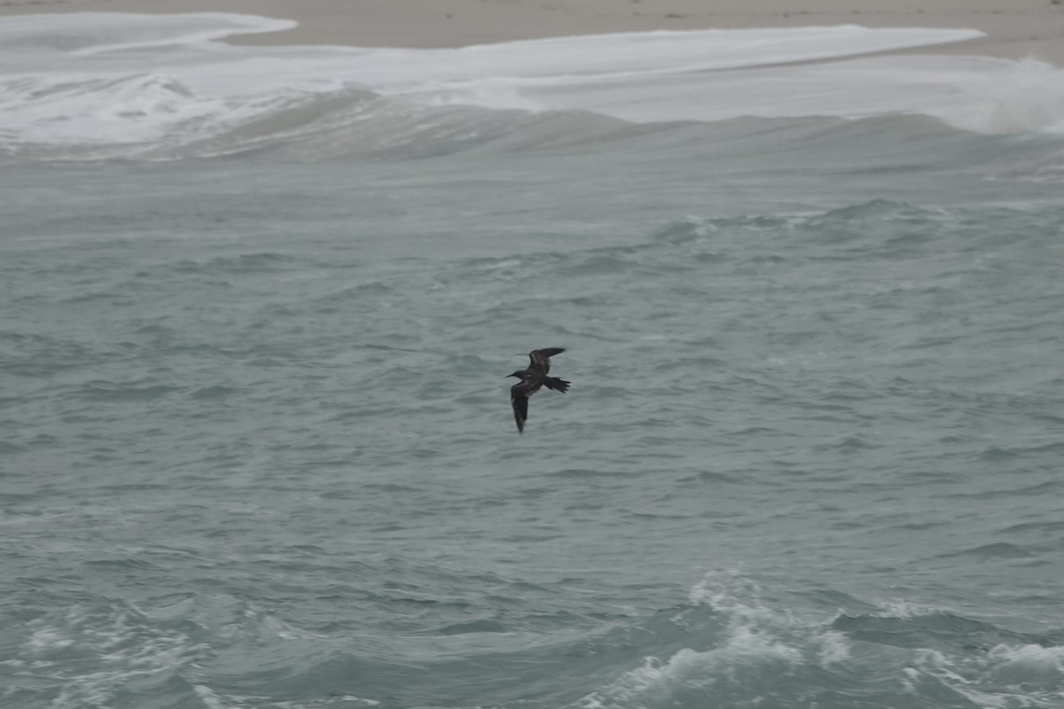 Brown Noddy - ML620701078