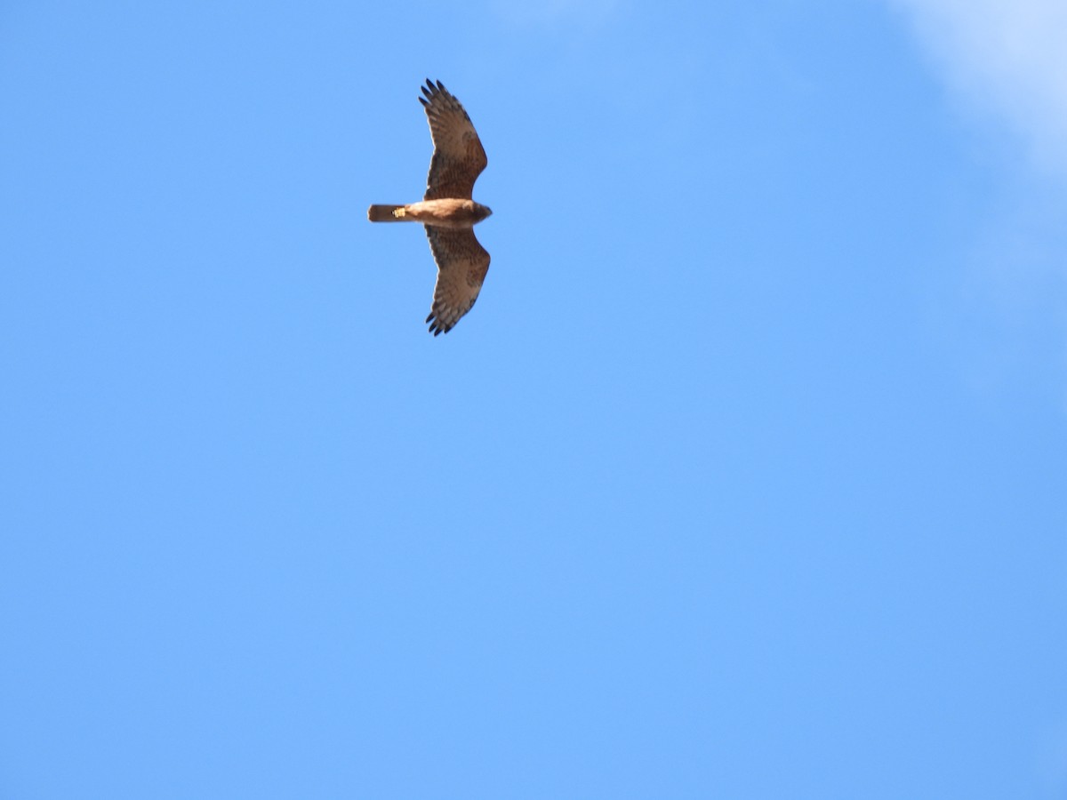 Swamp Harrier - ML620701079